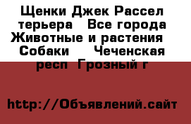 Щенки Джек Рассел терьера - Все города Животные и растения » Собаки   . Чеченская респ.,Грозный г.